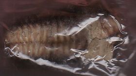 三葉虫・モロッコ（オルドビス紀）フレキシカリネメ