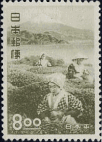 静岡・日本平の茶摘（1951年）