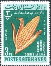 トウモロコシ　FAO　アフガニスタン、1963年
