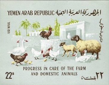 農場と家畜動物のケアの進歩(イエメン,1969年）