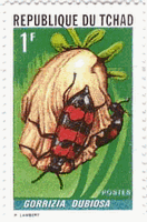 オビゲンセイの一種（Gorrizia dubiosa、チャド、1972年）