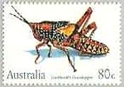 イナゴの一種(Petasida ephippigera、オーストラリア）　昆虫
