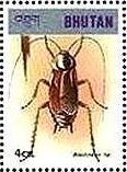 ゴキブリの一種（Blatta orientalis、ブータン）