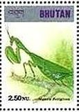 ウスバカマキリ（Mantis religiosa、ブータン）