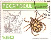 キララマダニの一種Amblyomma hebraeum（マダニ科）マダガスカル