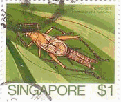 ヤマトヒバリ（Homoeoxipha lycoldes）　昆虫　シンガポール