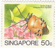 ジンメンカメムシの一種　Catacanthus nigripens　シンガポール