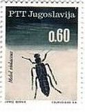 1966年、ユーゴスラビアで発行された昆虫　カラフトツチハンミョウ（Meloe violaceus）