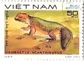 ベトナム　爬虫類　サバクトゲオアガマ（Uromastyx acanthinurus）