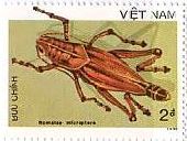 北ベトナム　昆虫　バッタ　切手　イナゴの一種（Romalea microptera）