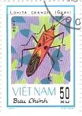 ヒゲナガオオホシカメムシ(Lohita grandis)　ベトナム　昆虫