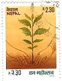 植林（ネパール、1979年）