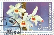 ワーディアナム（Dendrobium wardianum）　デンドロビウム
