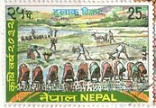 ネパール・田植え