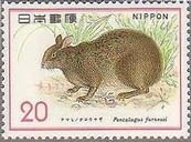 日本・アマミノクロウサギ