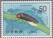 ゲンジボタル　日本　ほたる　昆虫　蛍