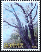 熊野参詣道中辺路：野中の秀衡桜