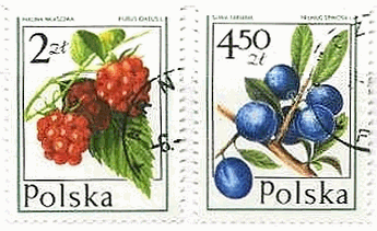 ポーランドのフルーツ　果物　ベリー　ブルーベリー(blueberry)　ラズベリー（raspberry）　