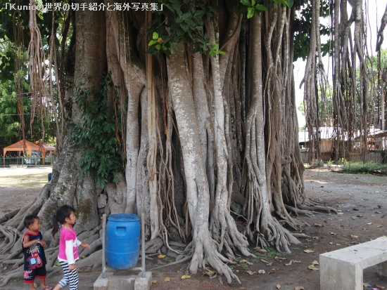 ガジュマル（学名：Ficus microcarpa、漢名：細葉榕）で、仏陀の木 (Buddha's tree)と呼ばれています。