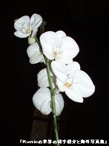 バリ島のラン　花