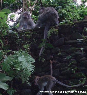 モンキーフォレスト野生の猿の森　バリ島