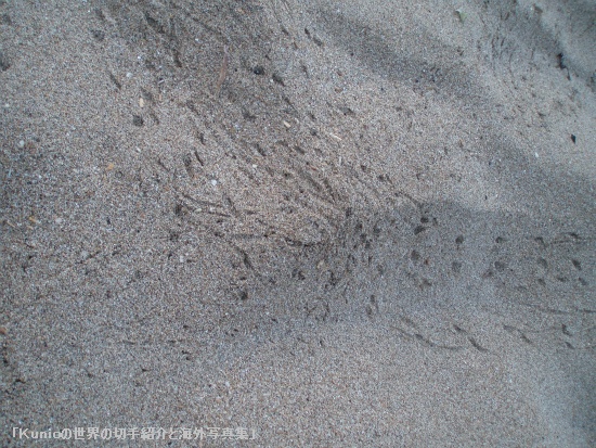 朝の浜辺はカニの足跡が沢山　岩陰に沢山いました