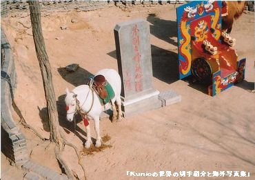 万里の長城のオアシスにて白馬とラクダ（記念撮影が出来る所でした）