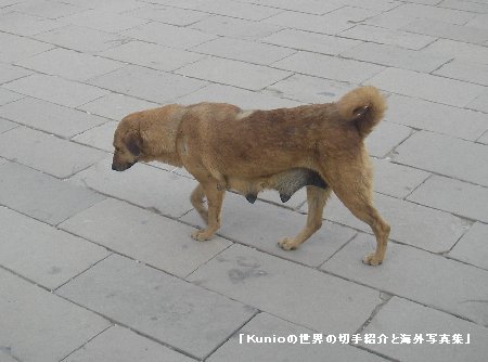 ルクソール神殿に居たメスの野良犬