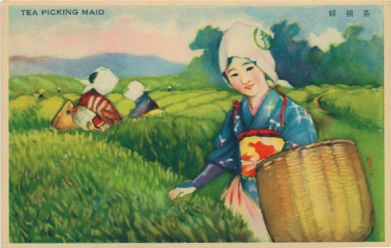 茶摘娘　1930年