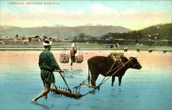 日本の風景　田植え　1910年　牛