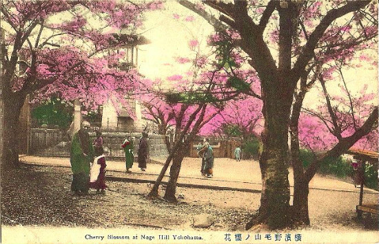 横浜・野毛山公園の桜