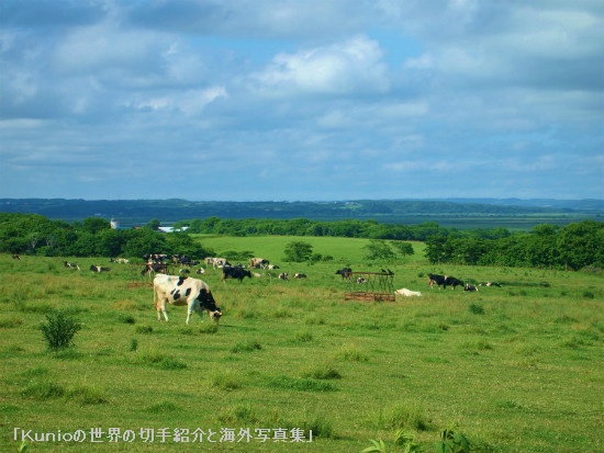 サロベツの放牧　乳牛
