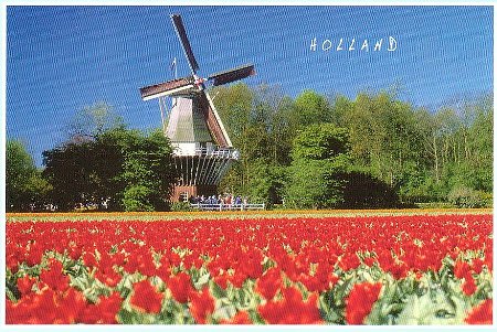 アムステルダムで購入した絵葉書から「風車とチューリップ畑」