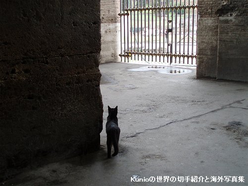 コロッセオにいた黒猫