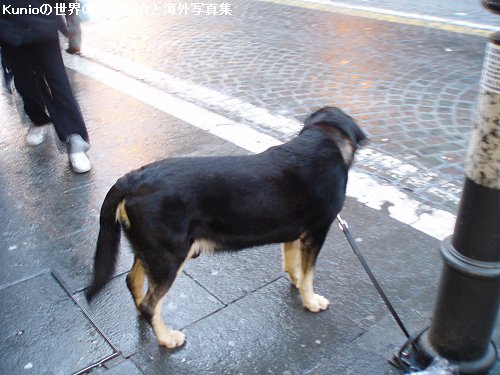歩道の街灯に繋がれた大きな犬