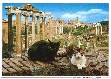 ローマで購入した絵葉書から「フォロ・ロマーノの遺跡とネコ」