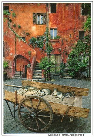 ローマで購入した絵葉書から「ローマの遺跡や街角の荷車のネコ」