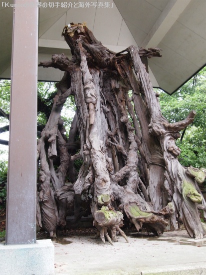 天然記念物の根上り松(鶴松)