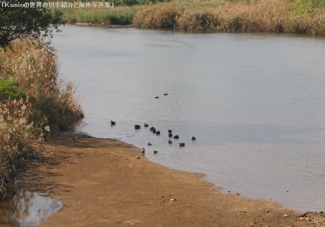 安濃川で遊ぶ水鳥達