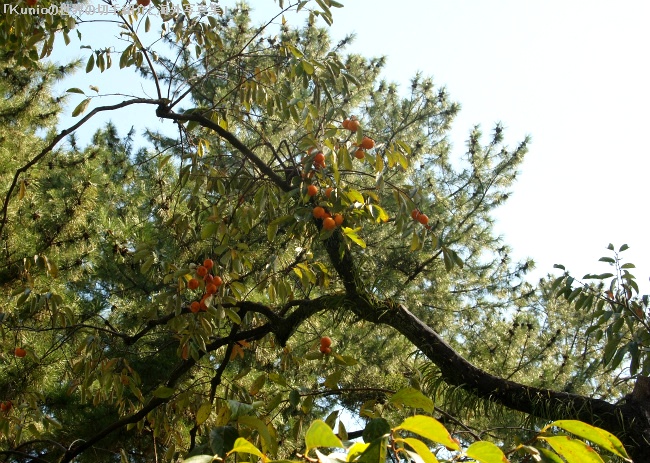 城址の日本庭園　柿の木