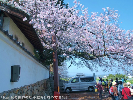 石光寺の入口　桜満開