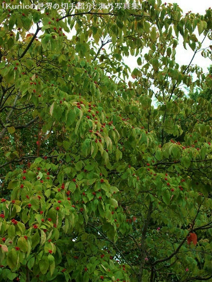 境内のハナミズキの木と実