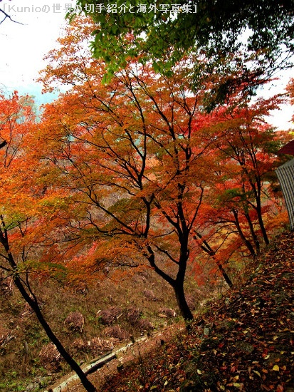 西行庵までの道のりの綺麗な紅葉