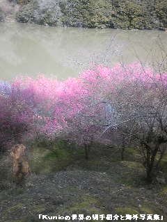 奈良県の月ヶ瀬梅林(2009年3月撮影）