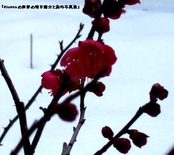 名張は昨年以降積雪が多いですが健気に咲く梅の花が春の到来を教えてくれます。（２０１１．０１．３０撮影）