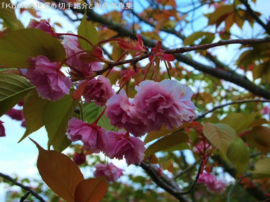 名張・比奈知ダムの桜