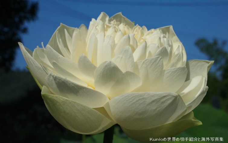 Pure white lotus flower　見事な純白の蓮の花が咲きました。青空に映えて神々しくも見えます。　