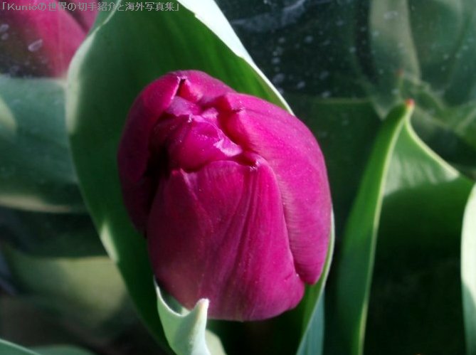 チューリップ（tulip、Tulipa gesneriana L］）