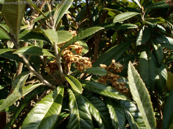 ビワ（枇杷、学名: Eriobotrya japonica/Loquat）