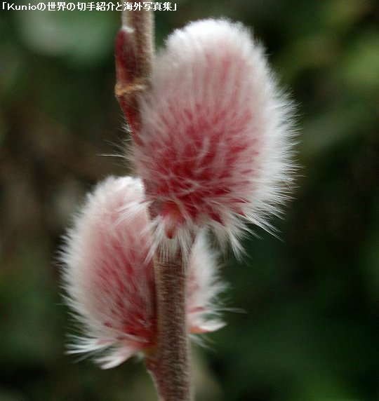 赤いネコヤナギ（猫柳、学名：Salix gracilistyla）